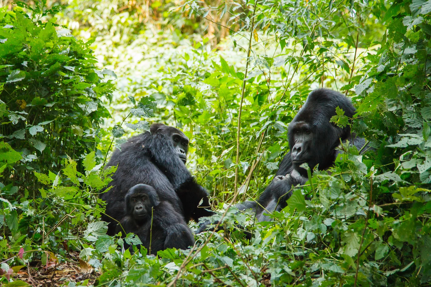 Uganda: nel regno dei primati